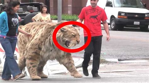 saber tooth tiger found alive